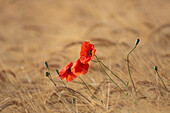  Corn poppy, Papaver rhoeas, blooming poppy, Mecklenburg-Western Pomerania, Germany 