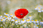  Corn poppy, Papaver rhoeas, blooming poppy, Mecklenburg-Western Pomerania, Germany 