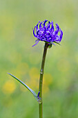  Spherical devil&#39;s claw, Phyteuma orbiculare, flower, Hohe Tauern National Park, Carinthia, Austria 