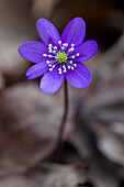 Leberblümchen, Hepatica nobilis, Blüte, Värmland, Schweden