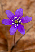  Liverwort, Hepatica nobilis, Bluete, Vaermland, Sweden 