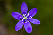 Leberblümchen, Hepatica nobilis, Blüte, Värmland, Schweden