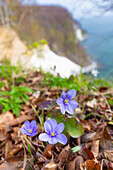  Liverwort, Hepatica nobilis, flowers on the chalk coast, island of Ruegen, Mecklenburg-Western Pomerania, Germany 