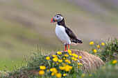  Atlantic Puffin, Fratercula arctica, adult bird, summer, Iceland 