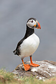  Atlantic Puffin, Fratercula arctica, adult bird, summer, Iceland 