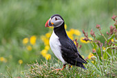  Atlantic Puffin, Fratercula arctica, adult bird, summer, Iceland 