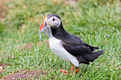  Atlantic Puffin, Fratercula arctica, adult bird with fish in its beak, summer, Iceland 