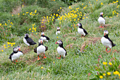  Puffins, Fratercula arctica, birds in a colony, summer, Iceland 