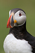  Puffin, Fratercula arctica, adult bird, portrait, summer, Iceland 