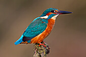 Eisvogel, Alcedo atthis, auf einer Ansitzwarte, Niedersachsen, Deutschland