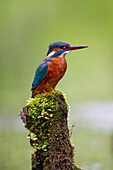  Kingfisher, Alcedo atthis, adult bird on a branch, Schleswig-Holstein, Germany 