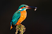  Kingfisher, Alcedo atthis, bird with fish, Lower Saxony, Germany 