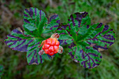  Cloudberry, Rubus chamaemorus, fruit, Karelia, Finland 