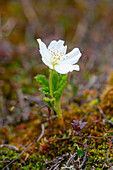  Cloudberry, Rubus chamaemorus, flower, Vaermland, Sweden 