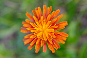  Orange Hawkweed, Hieracium aurantiacum, flower, Hohe Tauern National Park, Carinthia, Austria 