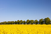  Rapeseed, Brassica napus, flowering rapeseed field on a linden avenue, Schleswig-Holstein, Germany 