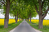  Rapeseed, Brassica napus, flowering rapeseed field on a chestnut avenue, Schleswig-Holstein, Germany 