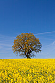  Rapeseed, Brassica napus, English oak, Quercus robur, in a flowering rapeseed field, Schleswig-Holstein, Germany 