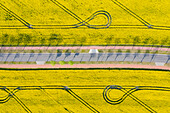  Rapeseed, Brassica napus, road leading through flowering rapeseed field from the air, spring, Schleswig-Holstein, Germany 