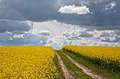  Rapeseed, Brassica napus, field path in a flowering rapeseed field, Schleswig-Holstein, Germany 