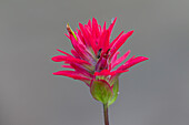  Red Indian Paintbrush, Castilleja miniata, flower stand, Banff National Park, Alberta, Canada 