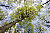  European beech, Fagus sylvatica, beech in spring, Schleswig-Holstein, Germany 