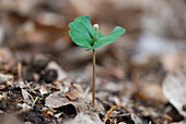  European beech, Fagus sylvatica, seedling, Schleswig-Holstein, Germany 