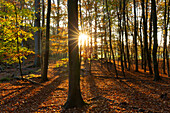  European beech, Fagus sylvatica, autumn forest, Schleswig-Holstein, Germany 