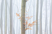  European beech, Fagus sylvatica, beech trees in the fog, Schleswig-Holstein, Germany 