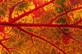  Northern red oak, Quercus rubra, discolored leaf, autumn foliage, Schleswig-Holstein, Germany 