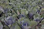  Red cabbage, Brassica oleracea var. capitala f. rubra, Kohlkoepfe, Dithmarschen, Schleswig-Holstein, Germany 