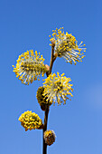  Goat willow, Salix caprea, male flowers, so-called catkins, Schleswig-Holstein, Germany 