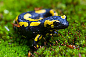 Feuersalamander, Salamandra salamandra, Nationalpark Harz, Sachsen-Anhalt, Deutschland