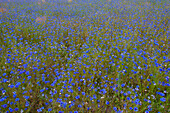  Cornflower, Centaurea cyanus, flowering field, Mecklenburg-Western Pomerania, Germany 