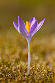  Crocus, Crocus speciosus, blooming in the grass, spring, Schleswig-Holstein, Germany 