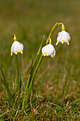  March snowflake, March snowflake, spring snowflake, snowflake, Leucojum vernum, flowering plants, Schleswig-Holstein, Germany 