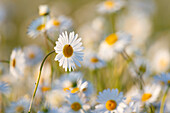  Daisy, Common Daisy, Leucanthemum vulgare, Chrysanthemum leucanthemum, blooming, Mecklenburg-Western Pomerania, Germany 