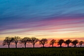  Common whitebeam, Sorbus aria, Allee, Schleswig-Holstein, Germany 