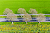  Common whitebeam, Sorbus aria, avenue in flowering rapeseed, Schleswig-Holstein, Germany 