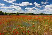  Corn poppy, Papaver rhoeas, and cornflower, Centaurea cyanus, Mecklenburg-Western Pomerania, Germany 