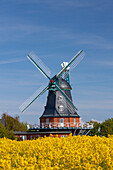 Windmühle Borgsum zur Rapsblüte, Insel Föhr, Nordfriesland, Schleswig-Holstein, Deutschland