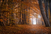  Foggy morning on the Gögerl near Weilheim in autumn, Weilheim, Bavaria, Germany 