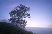 Bäume im Nebel, nebliger Morgen im Herbst, auf der Aidlinger Höhe, Aidling, Murnau, Bayern, Deutschland, Europa