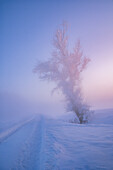 Path with tree in winter landscape with snow at dawn, Bavaria, Germany