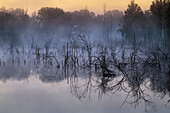  Morning mist in the moor, Weilheim, Upper Bavaria, Bavaria, Germany 