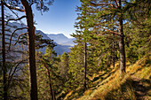 Herbstwald, auf dem Weg zum Osterfeuerkopf, Eschenlohe, Bayern, Deutschland, Europa