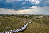  Boardwalks through dune landscape, heathland, heath, heather, hiking trail, Amrum Dunes nature reserve, hiker, dune, North Frisian island, North Frisia, Schleswig-Holstein, Schleswig-Holstein Wadden Sea National Park, Amrum, \n 