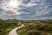  Boardwalks through dune landscape, heathland, heath, heather, hiking trail, Amrum Dunes nature reserve, hiker, dune, North Frisian island, North Frisia, Schleswig-Holstein, Schleswig-Holstein Wadden Sea National Park, Amrum, \n 