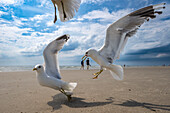  Seabirds, Kniepstrand, bird refuge, Kniepstrand, beach, Kniepsand, seagulls, flying seagulls, walkers on the beach, tourists in Kniepstrand, North Frisian Island, North Frisia, Schleswig-Holstein, Schleswig-Holstein Wadden Sea National Park, Amrum, \n 