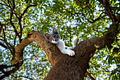  Downtown Kotor, Old Town, City of Cats, Cat looking down from a tree, City Cat Adriatic, Adriatic Coast, Montenegro 